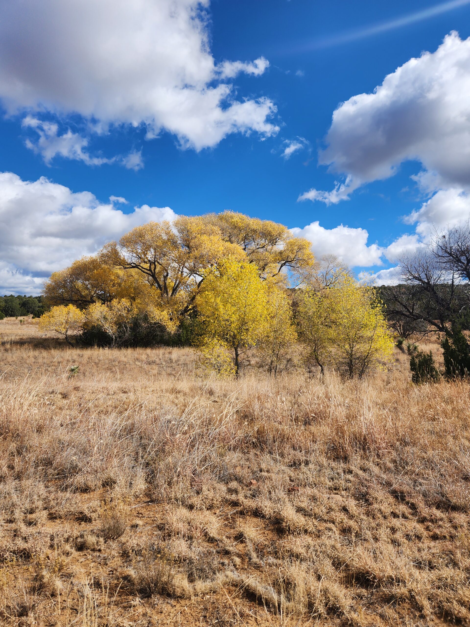 The Dragonfly Loop Trail