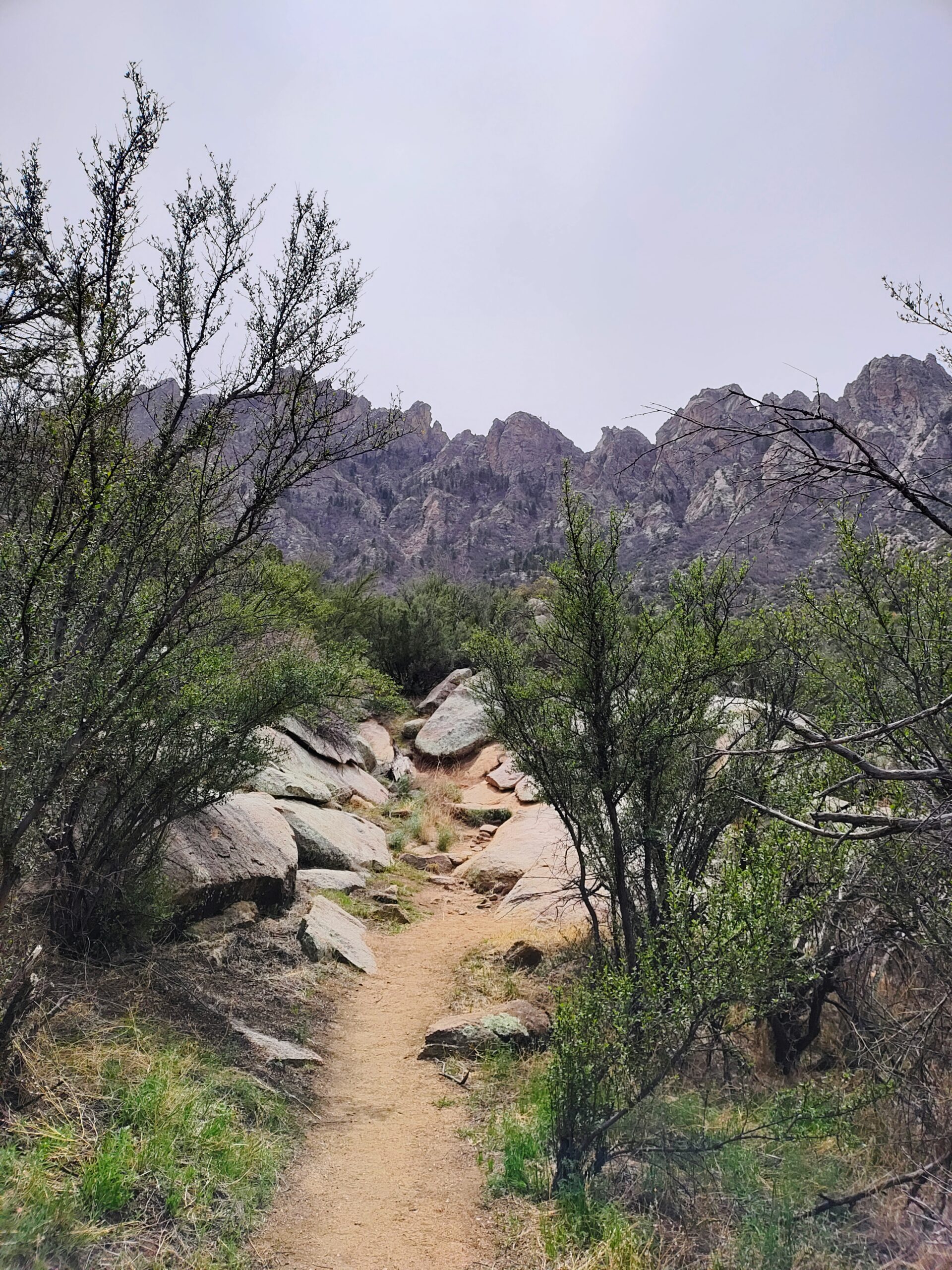 The Pine Tree Trail at Aguirre Springs Campground